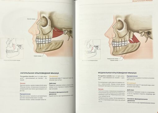 Анатомия мышц.  Иллюстрированный справочник