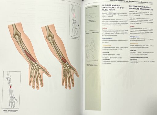 Muskuļu anatomija. Ilustrēta uzziņu grāmata