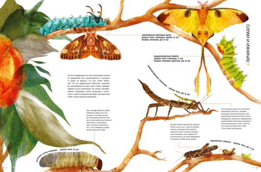 Life size insects