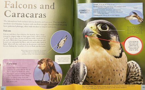 Bērnu putnu enciklopēdija
